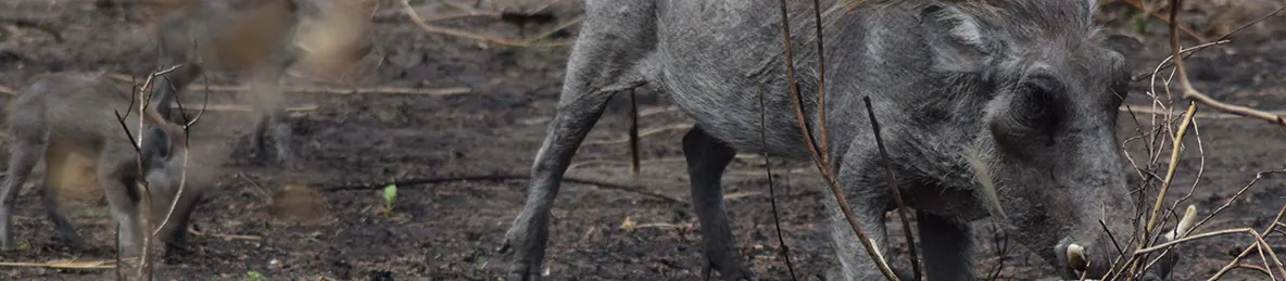 Tarangire national park