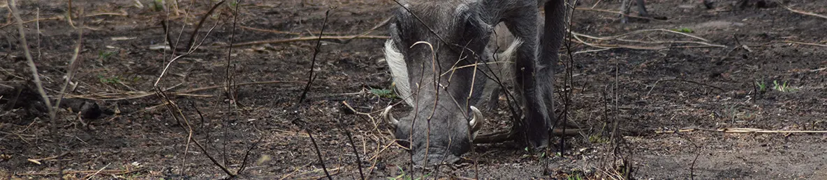 Tarangire national park