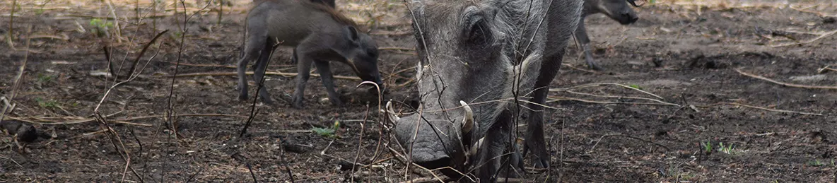 Tarangire national park