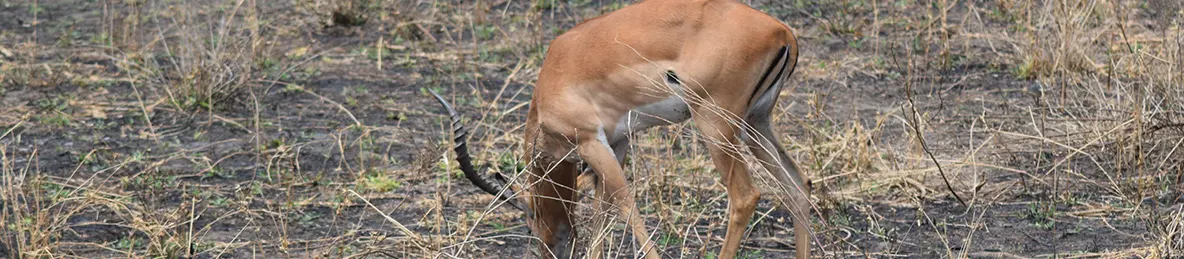 Tarangire national park
