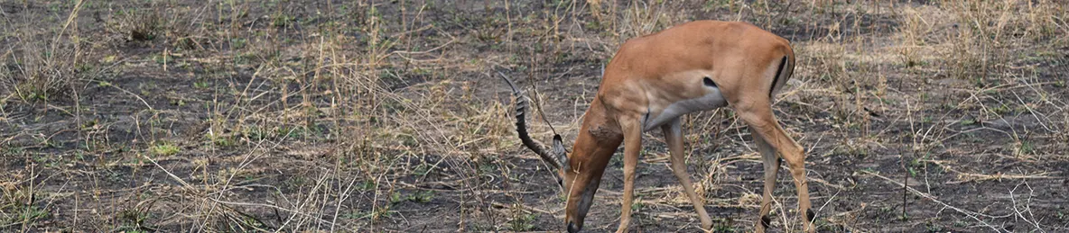 Tarangire national park