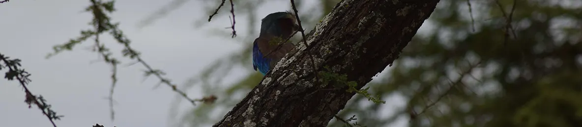 Tarangire national park