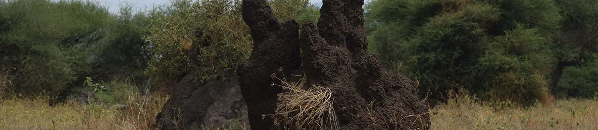Tarangire national park