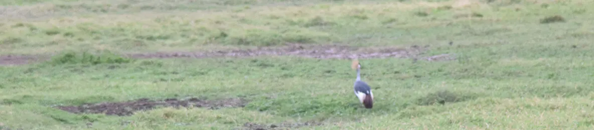 Tarangire national park