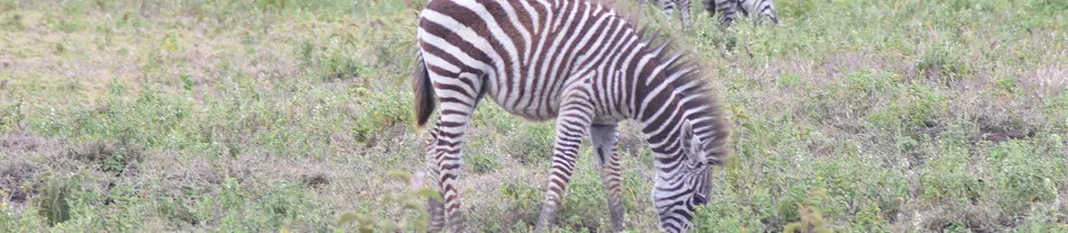Tarangire national park