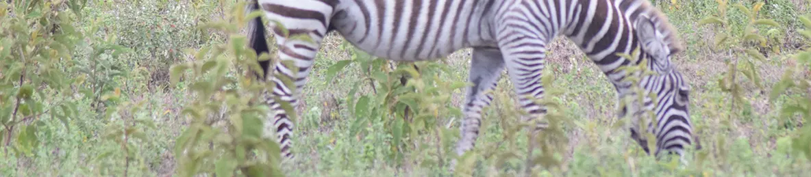 Tarangire national park