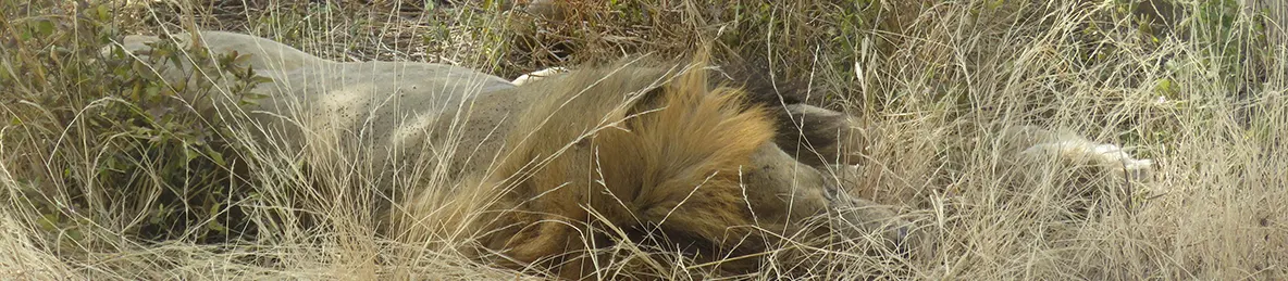 Tarangire national park