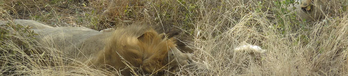 Tarangire national park
