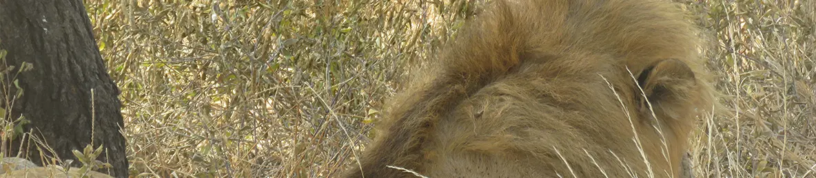 Tarangire national park