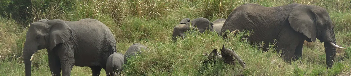 Tarangire national park