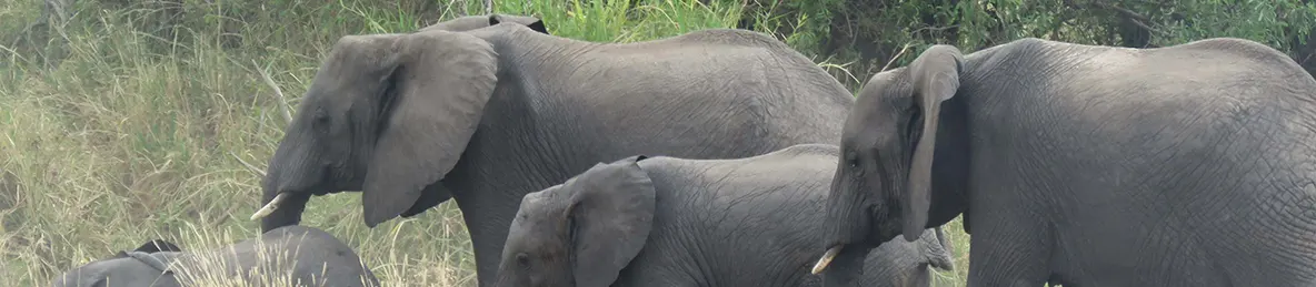 Tarangire national park