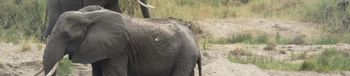 Tarangire national park