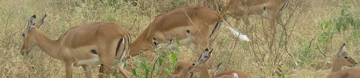 Tarangire national park