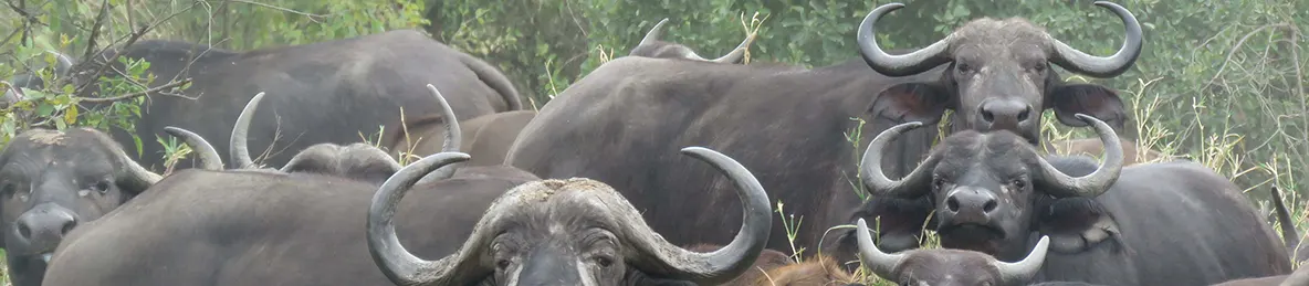 Tarangire national park