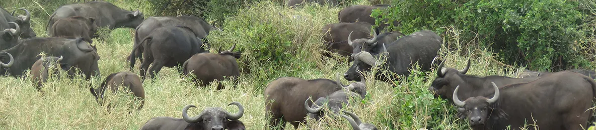 Tarangire national park