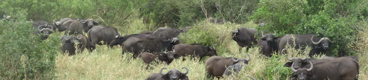 Tarangire national park
