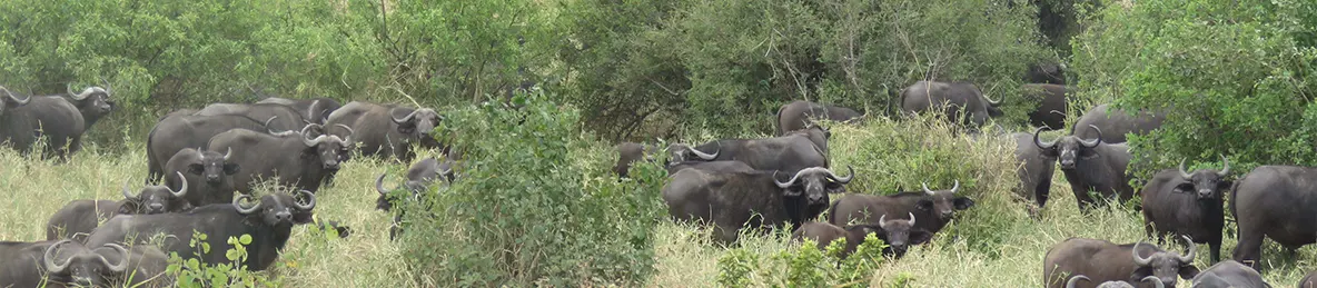 Tarangire national park