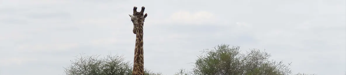Tarangire national park
