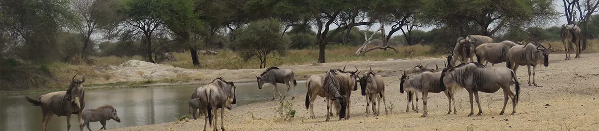 Tarangire national park