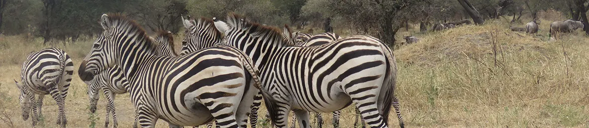 Tarangire national park