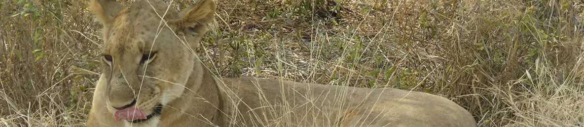 Tarangire national park