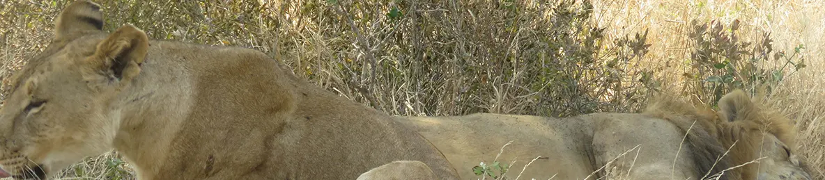 Tarangire national park