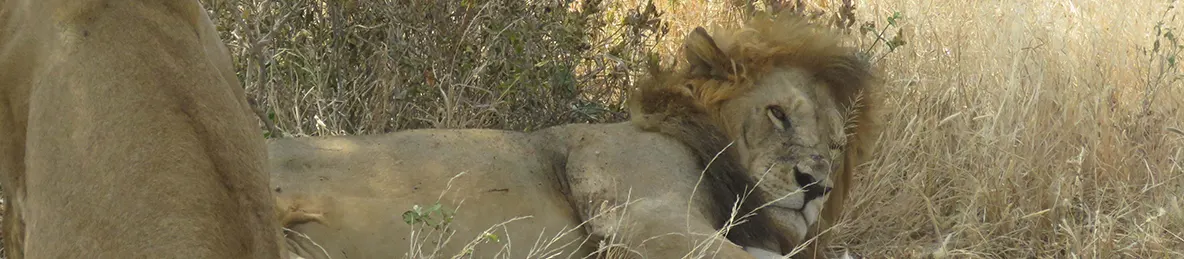 Tarangire national park
