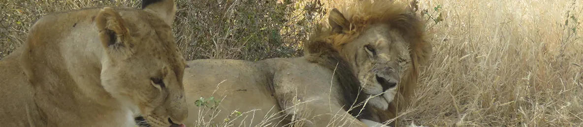 Tarangire national park