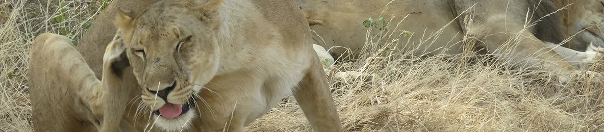 Tarangire national park