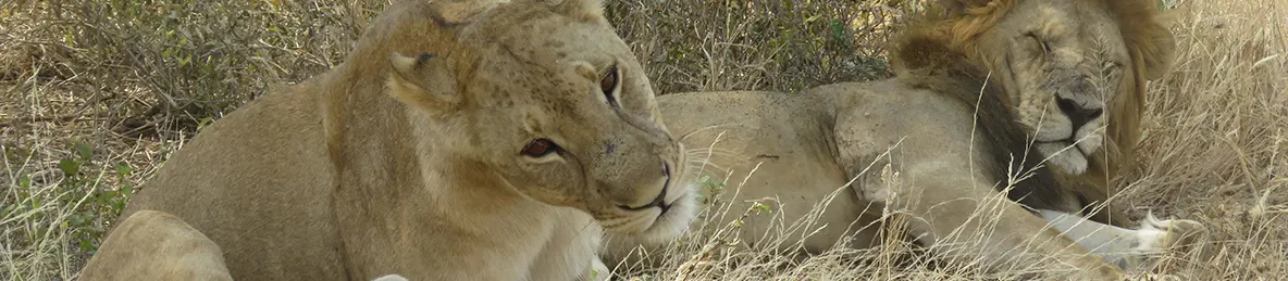 Tarangire national park