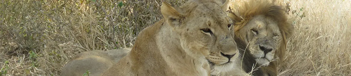 Tarangire national park