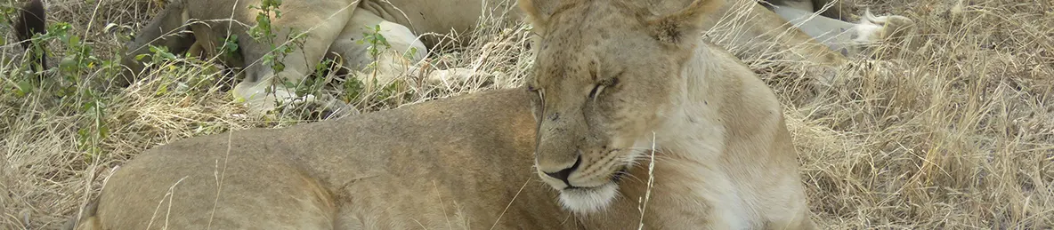Tarangire national park