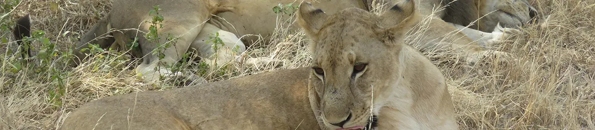 Tarangire national park