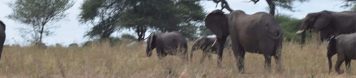 Tarangire national park