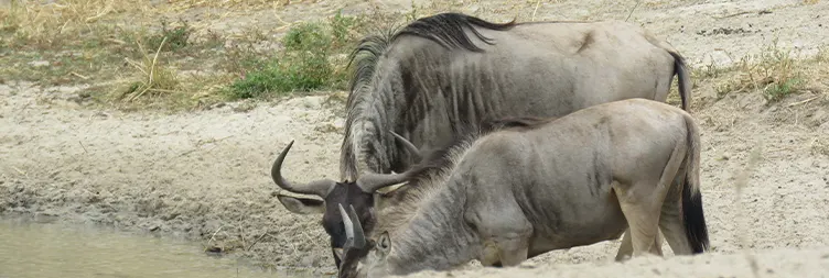 Arusha to Tarangire (Full Day) 