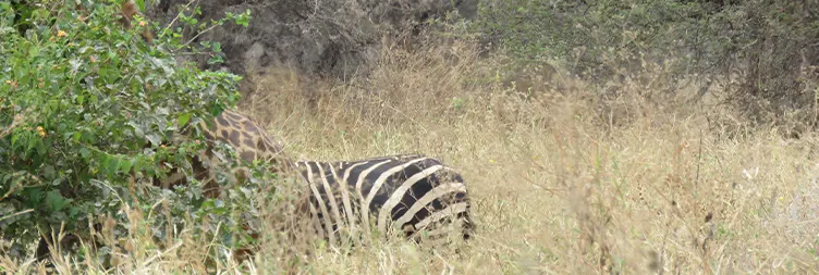  Arusha to Tarangire National Park 