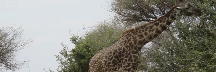 Arusha to Tarangire (Full Day Tour) 