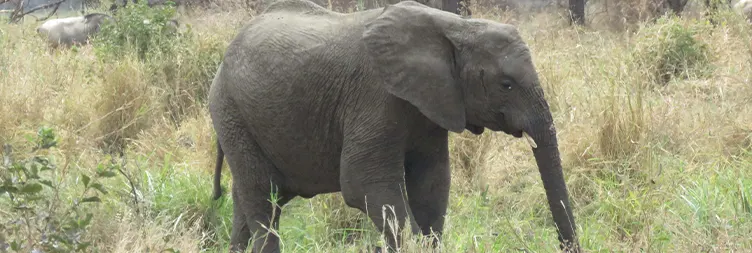 Arusha to Tarangire (Full Day Game Drive)