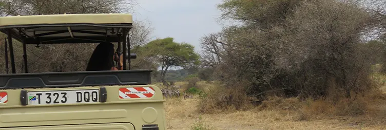 Manyara to Serengeti (Afternoon Game Drive)