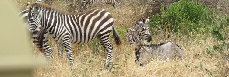 Arusha to Tarangire (Full Day Tour)