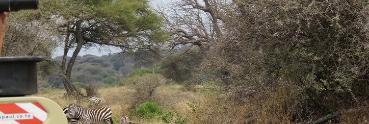 Arusha to Tarangire National Park 