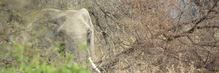 Arusha to Tarangire National Park (Full Day Tour): 