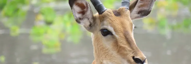 Tarangire to Serengeti Central (Half-Day Game Drive)