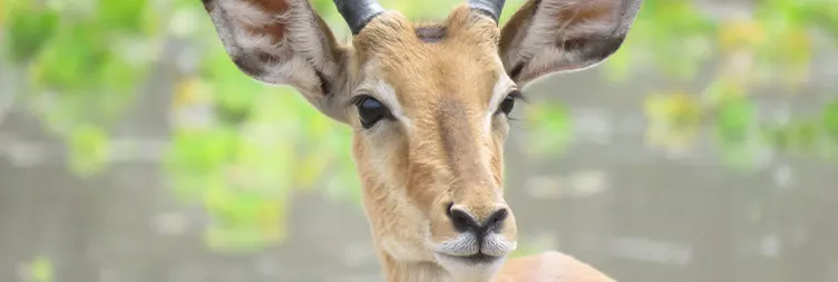 Arusha to Tarangire (Full Day)