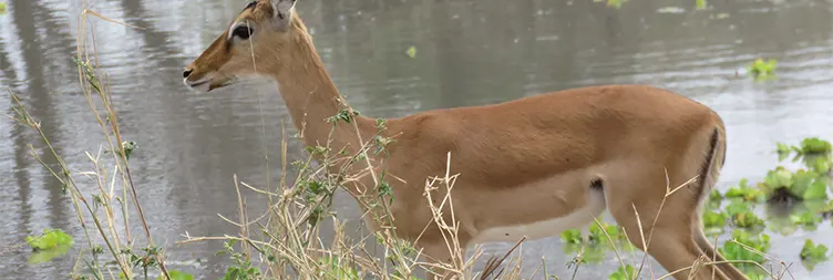 Central Serengeti Full Day Tour