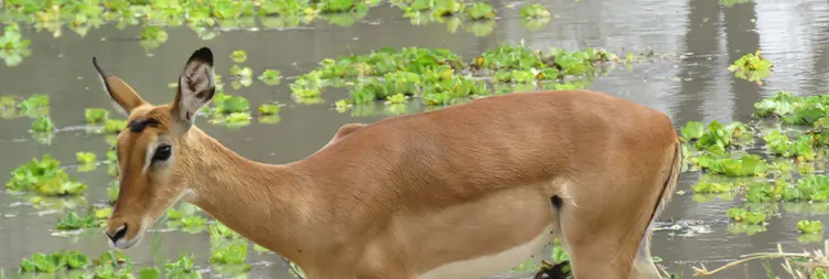 Arusha to Tarangire National Park 