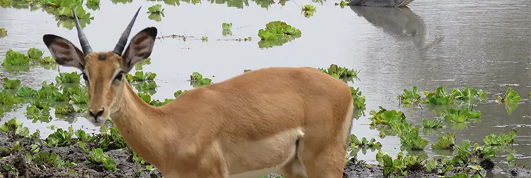 Ngorongoro Crater (Full Day Tour) Back to Arusha