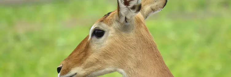 Arusha to Tarangire (Full Day) 