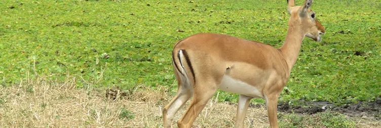 Arusha to Tarangire (Full Day Game Drive) 