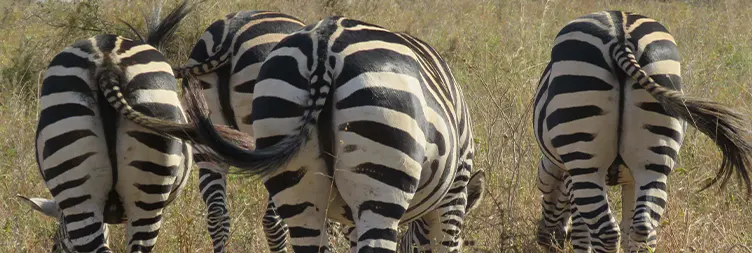 Arusha to Tarangire (Full Day Game Drive) 